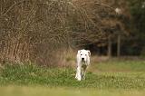 DOGUE ARGENTIN 127